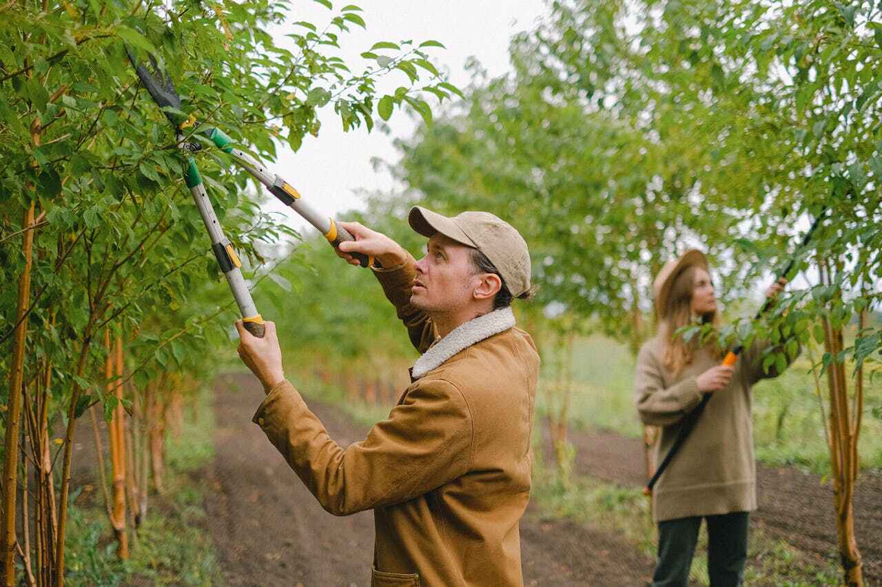 The Steps Involved in Our Tree Care Process in Early, TX